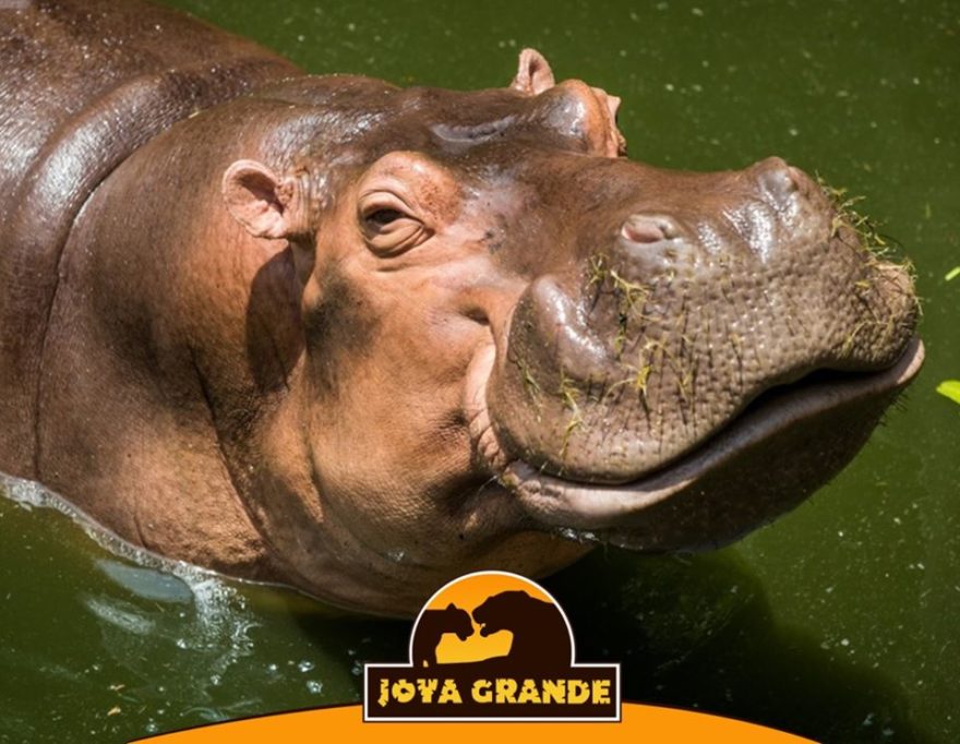 Zoológicos para visitar en Semana Morazánica