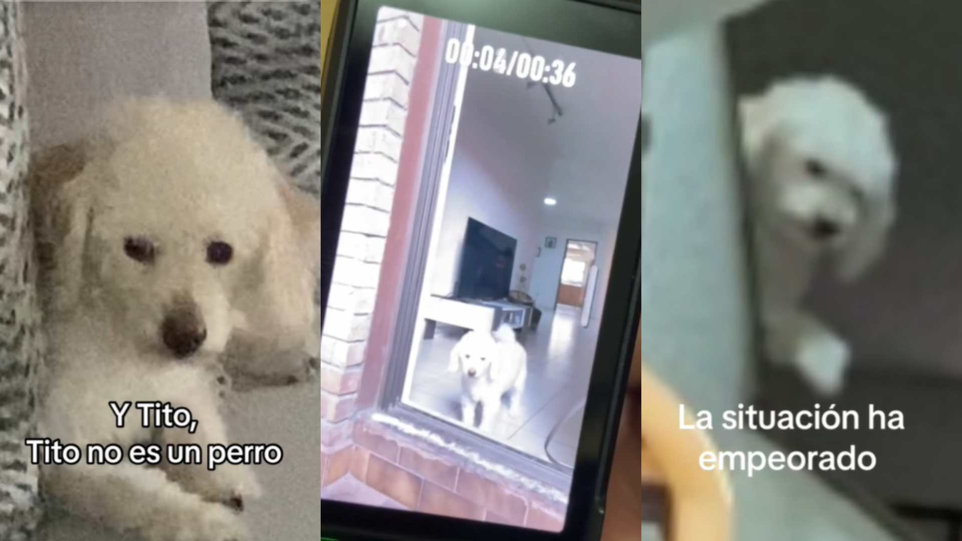 TikToker se vuelve viral por “extraño comportamiento” de su perro