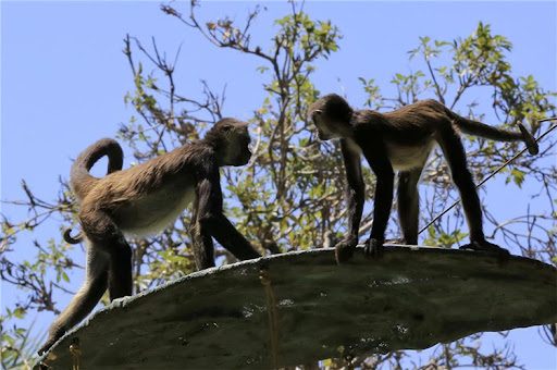 Zoológicos para visitar en Semana Morazánica