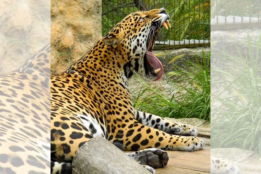 Zoológicos para visitar en Semana Morazánica