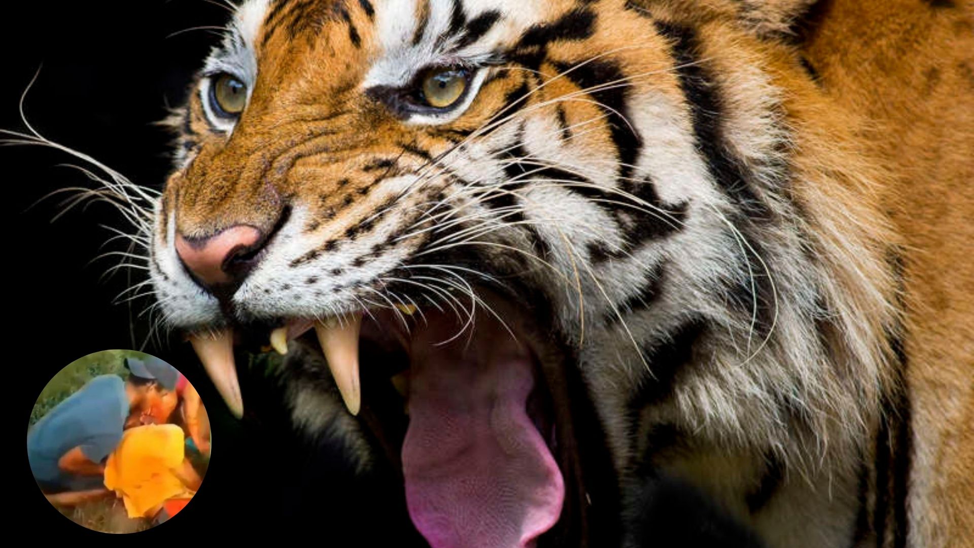 Ataque de tigre en Colón