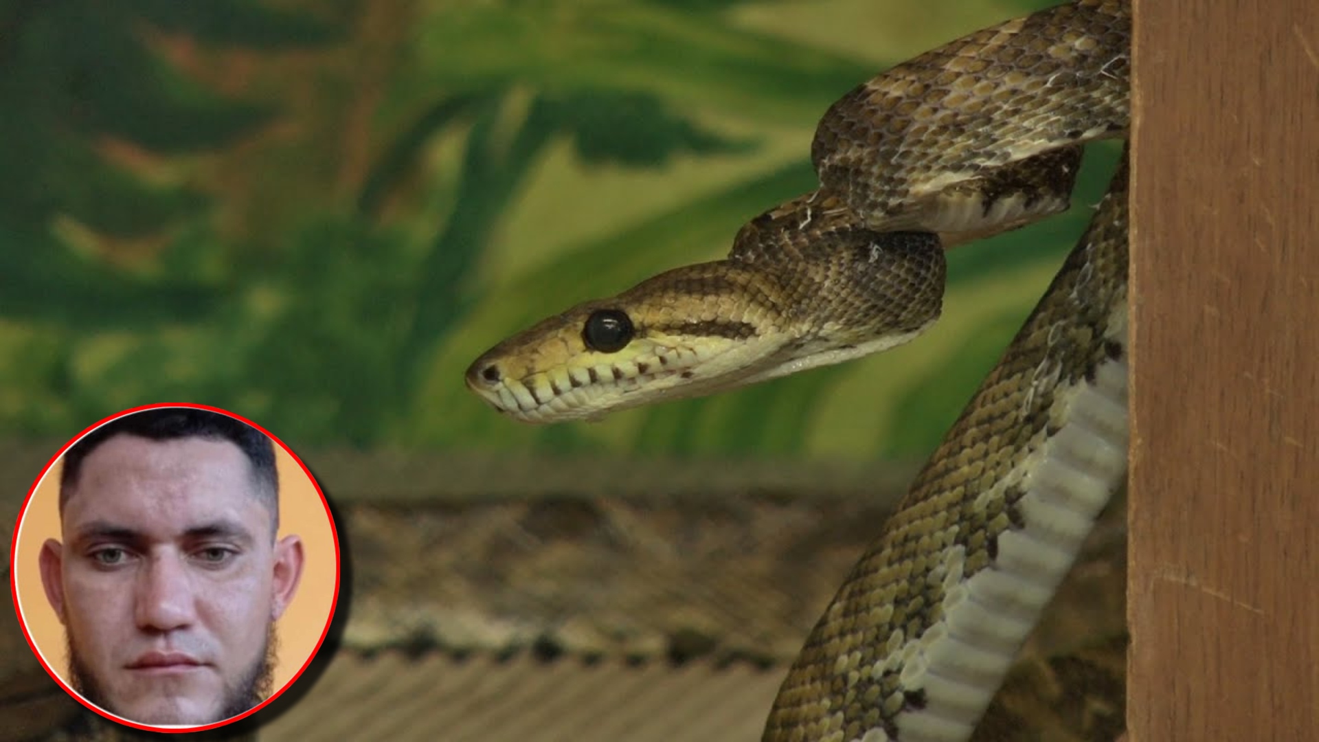 Hombre muere por mordida de serpiente