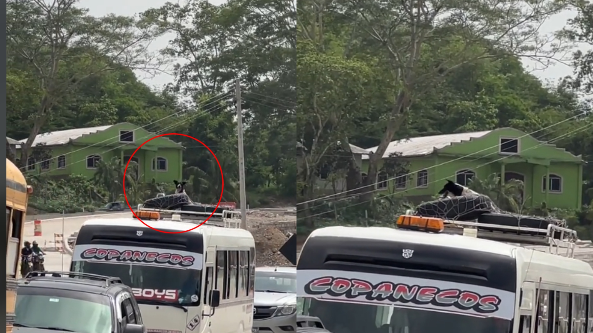 perrito viajando en bus hondureño