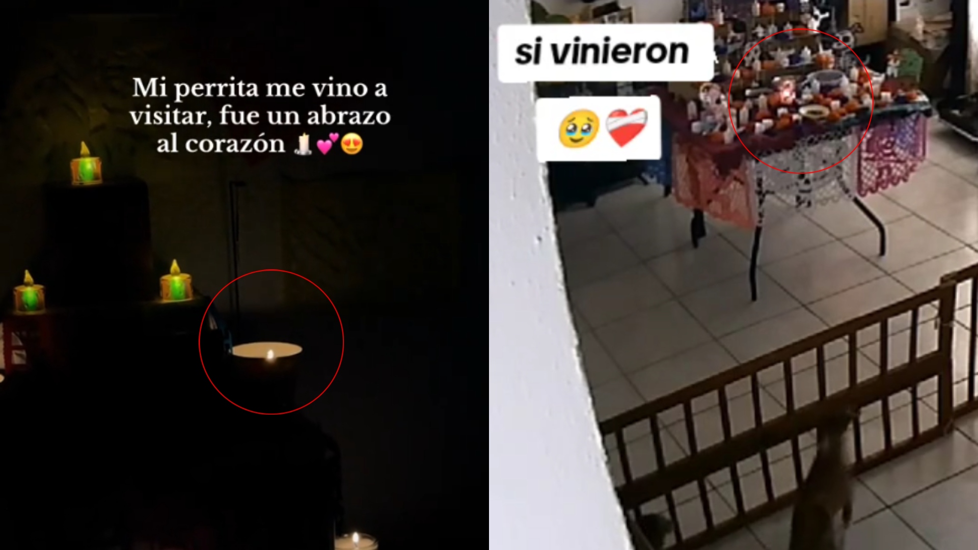 Día de la Mascota Muerta