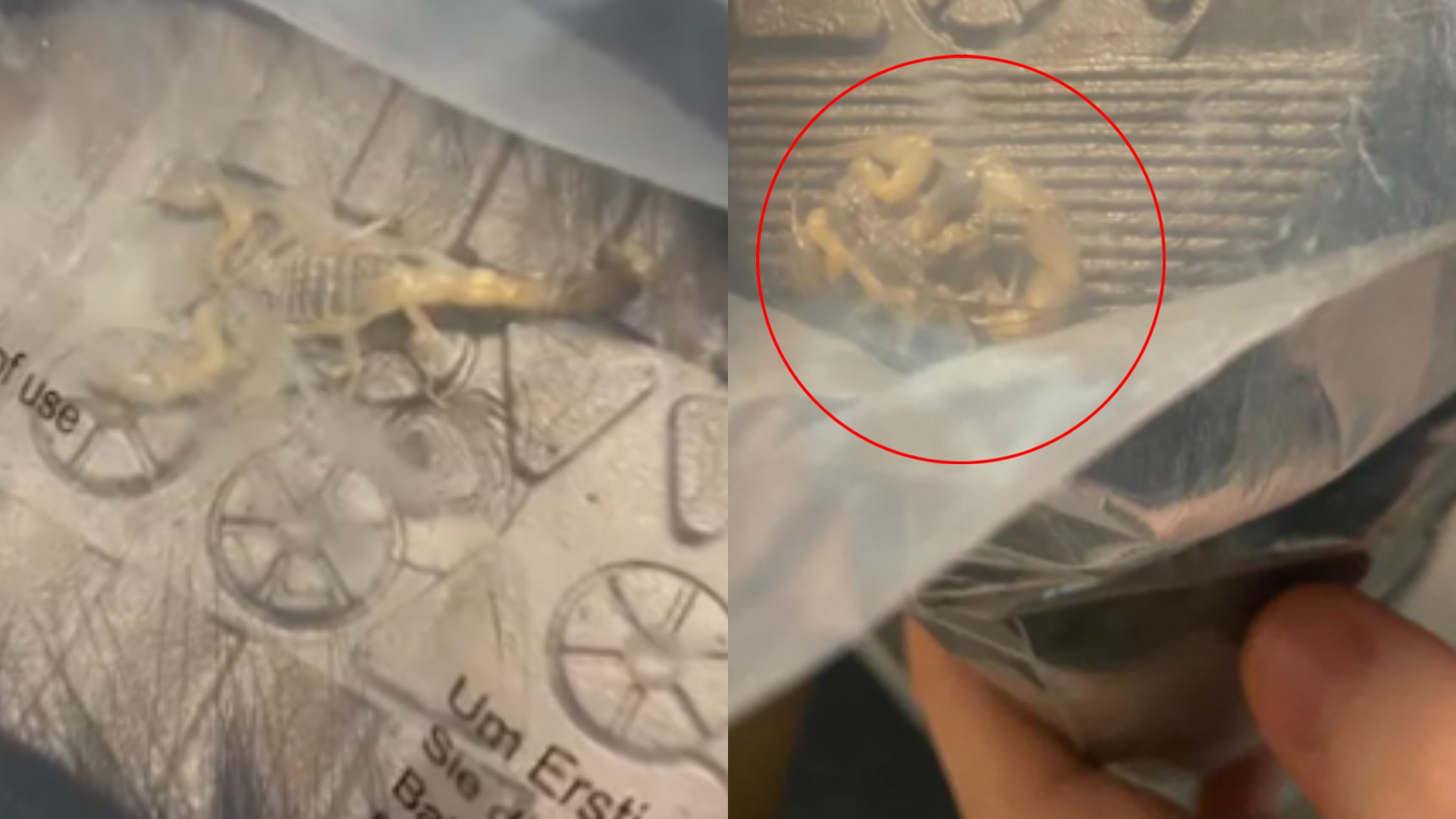 Encuentran escorpión en paquete de Shein
