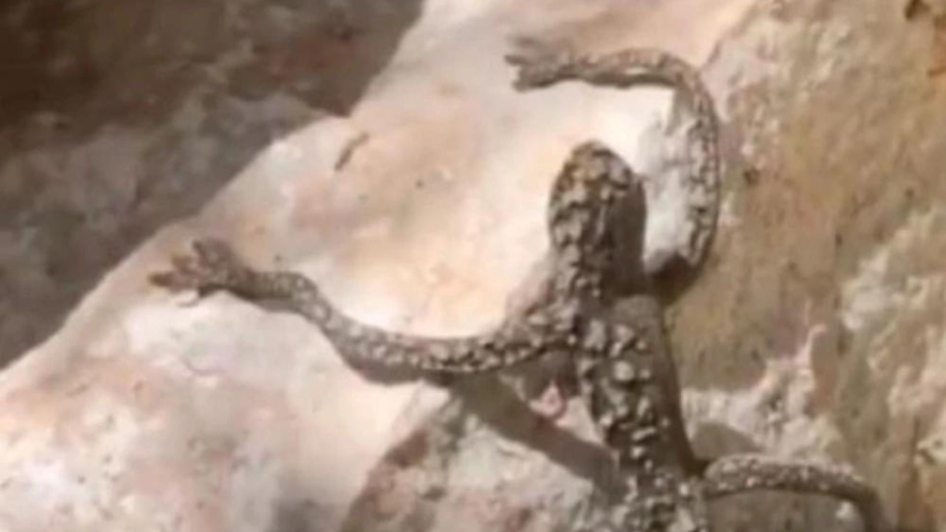Una mujer filmó un misterioso lagarto con "extremidades humanas" en Nevada, Estados Unidos.