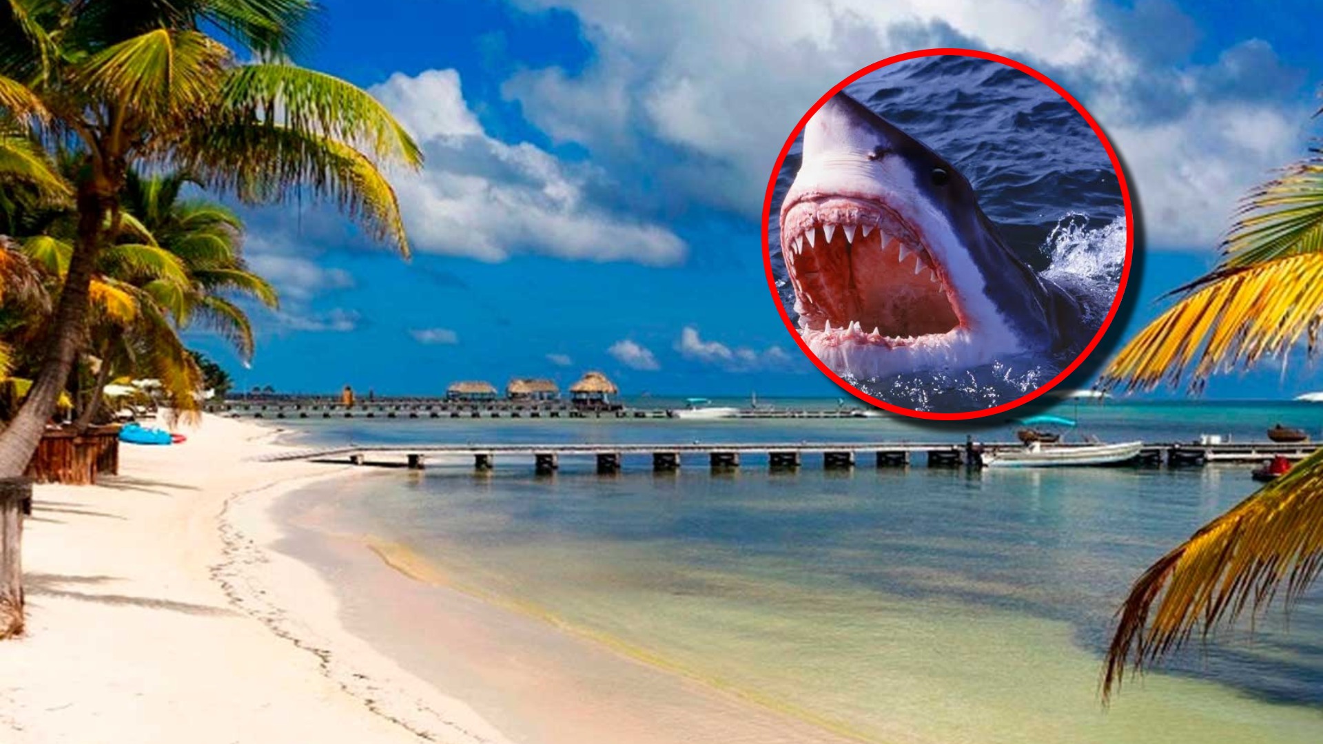 Tiburones en Honduras ataque biólogo