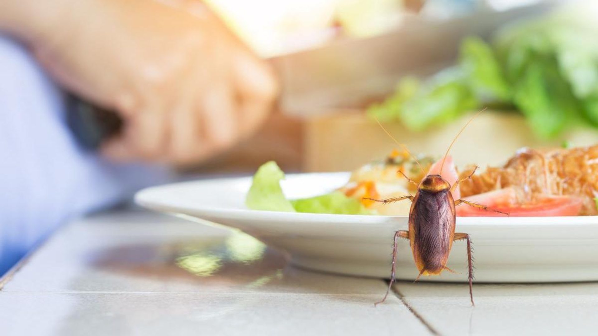 Cucarachas en la cocina; el electrodoméstico que más las atrae