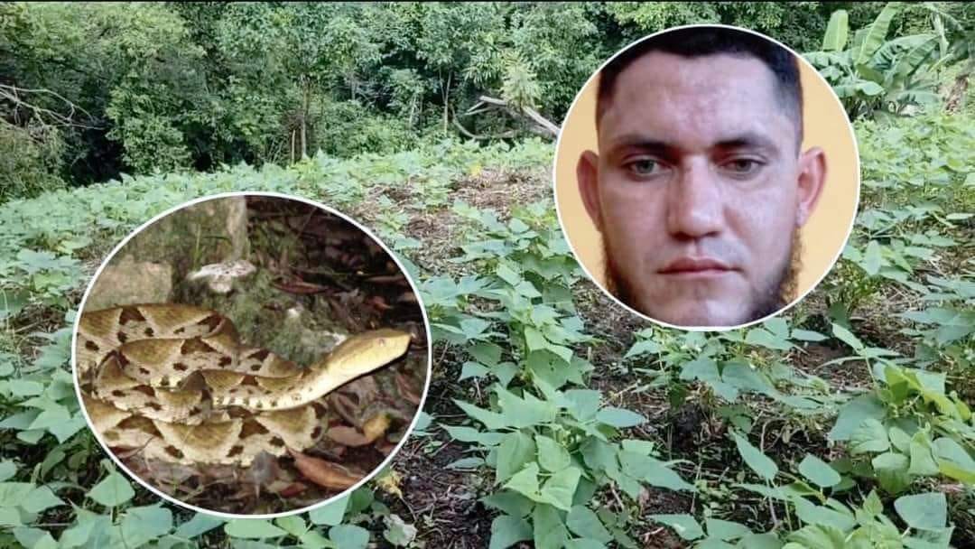 Hombre pierde la vida tras ser mordido por enorme serpiente en una finca de Colón