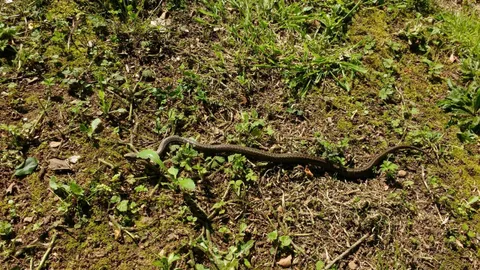 Hombre pierde la vida tras ser mordido por enorme serpiente en una finca de Colón