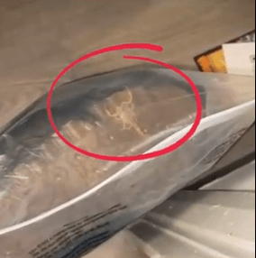 Joven descubre un escorpión vivo en una compra que hizo por internet