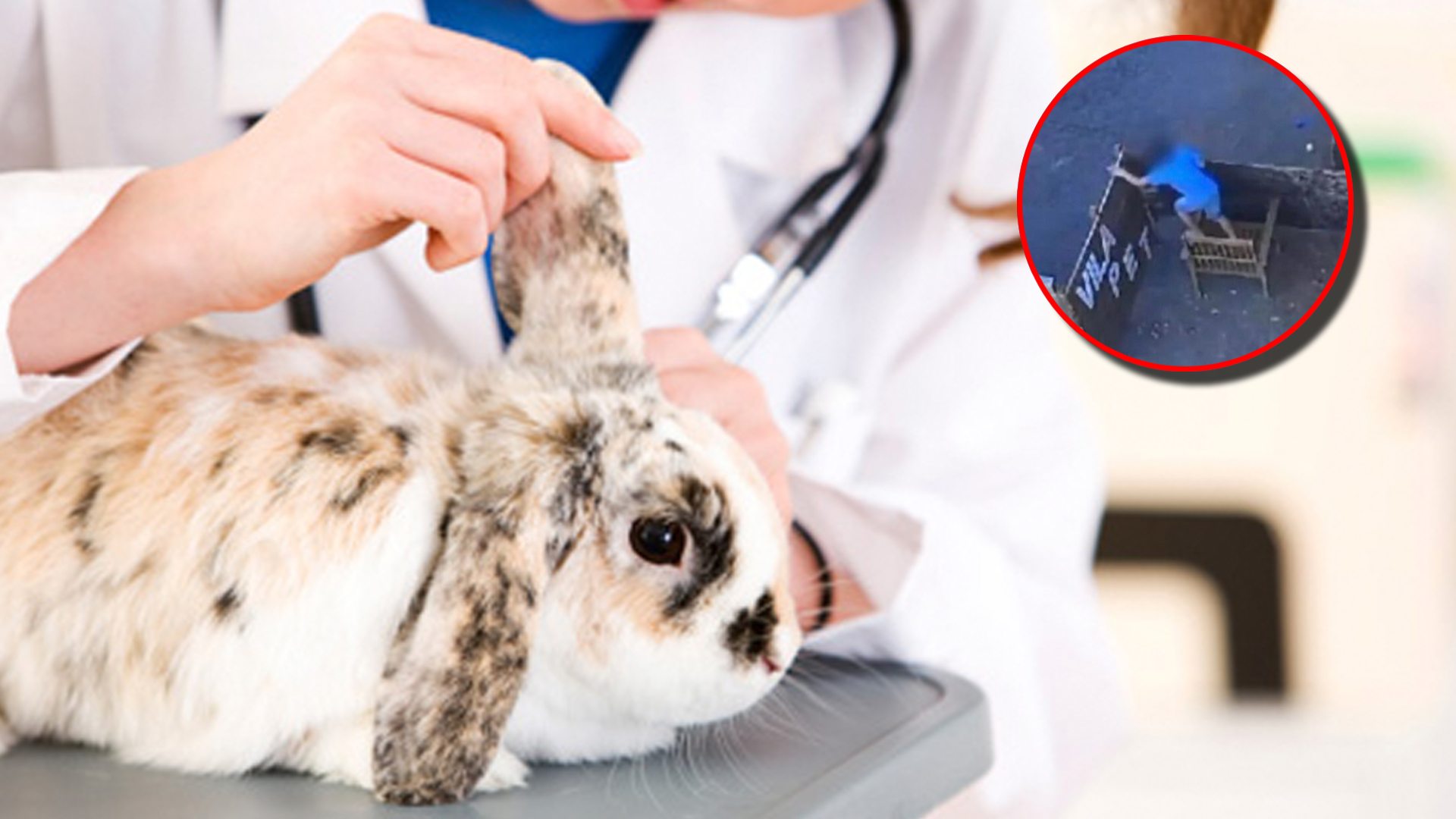 Niño le quita la vida a 23 animales en veterinaria en Brasil