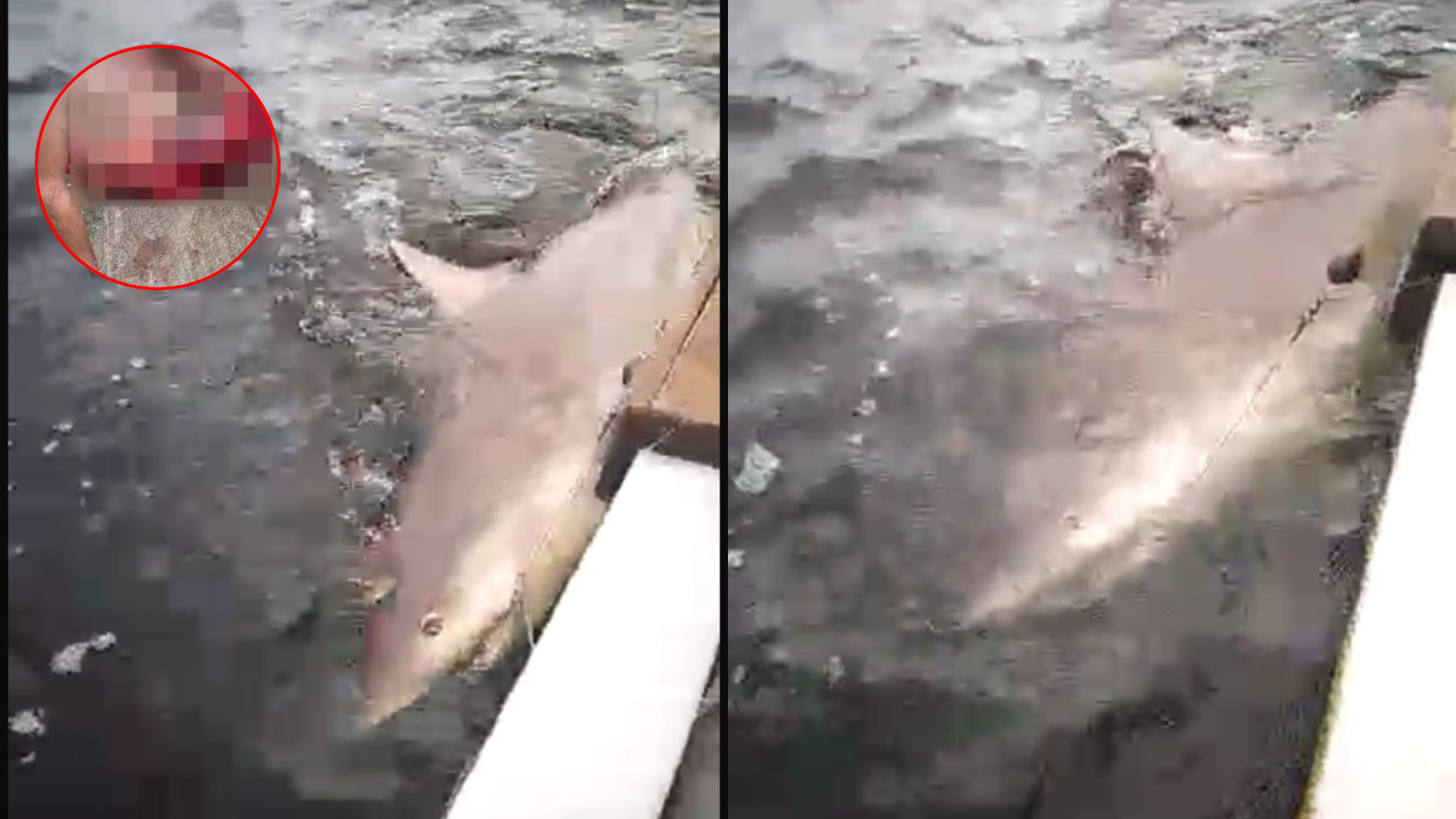 tiburón Tela