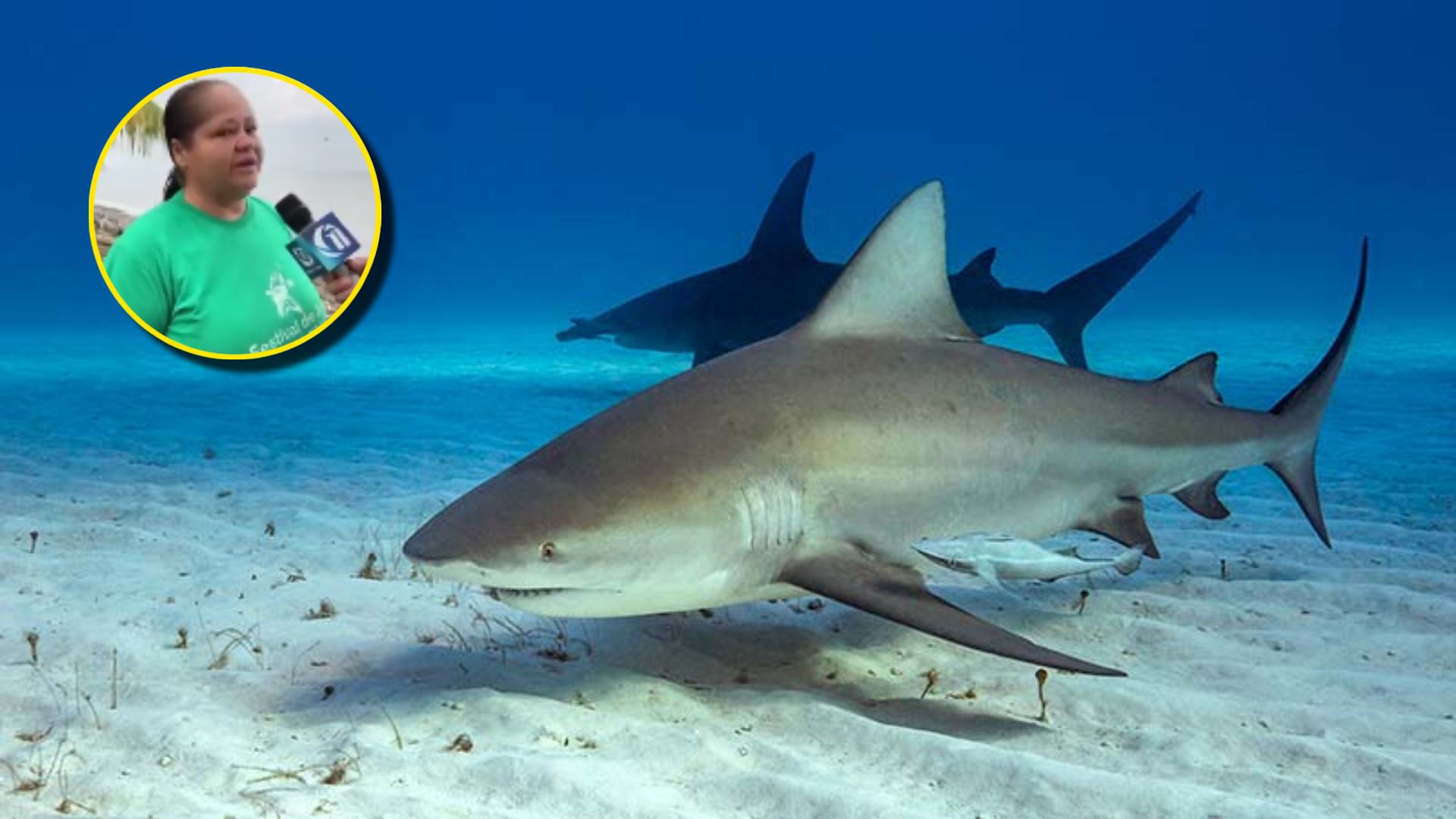 Tiburones en Honduras: En estas horas no se debe nadar