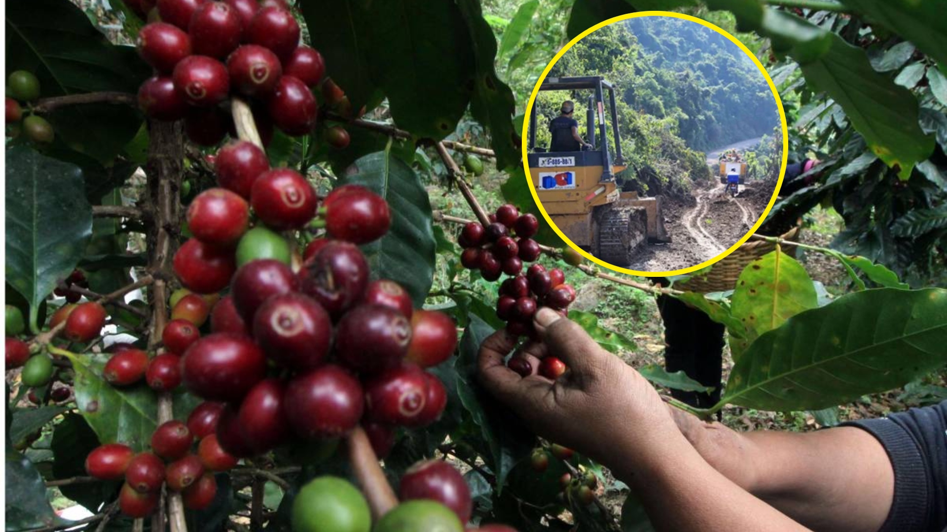 Pérdidas millonarias en el sector cafetalero tras el paso de SARA