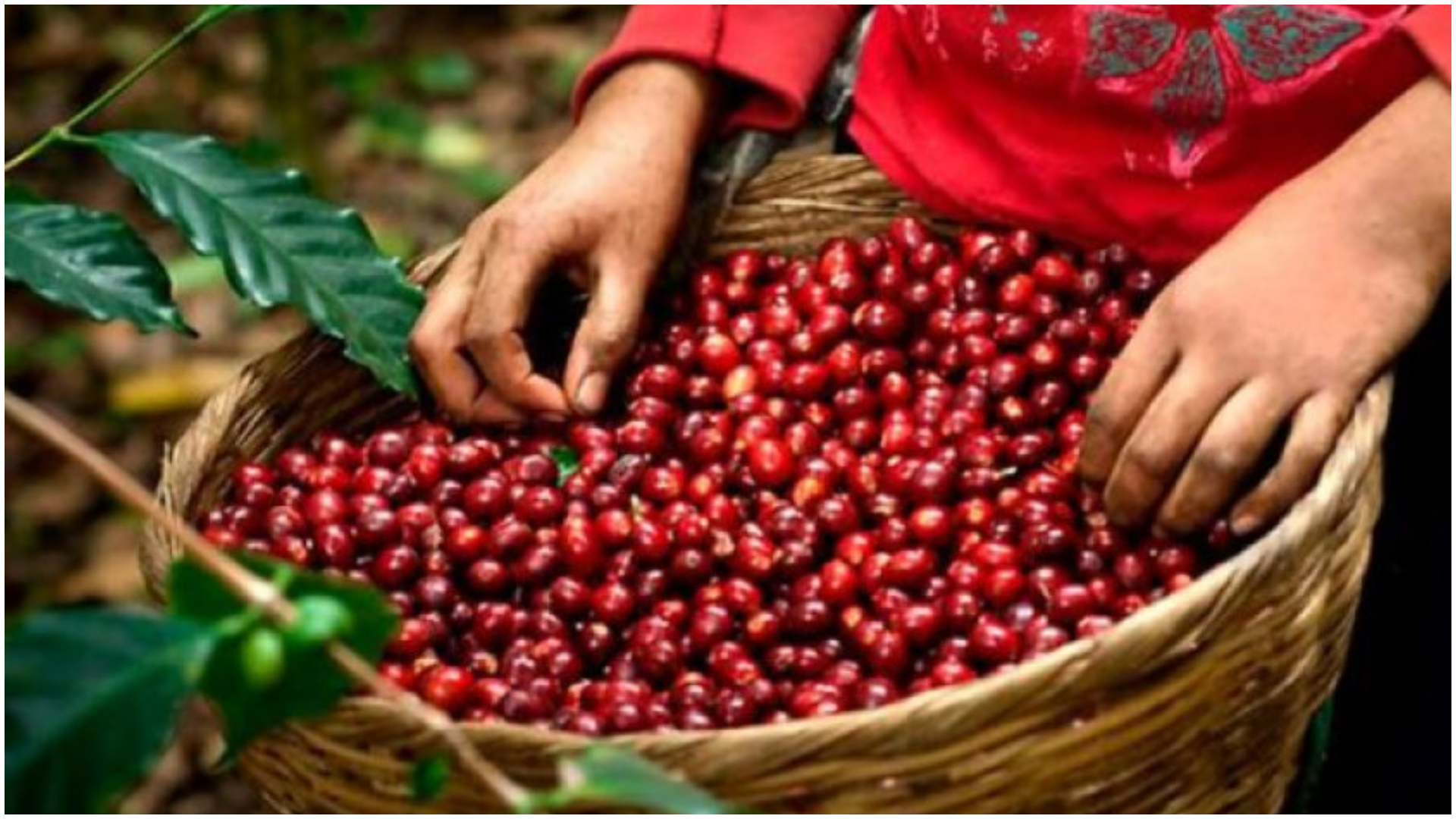 Nuevo precio del café beneficiará a productores