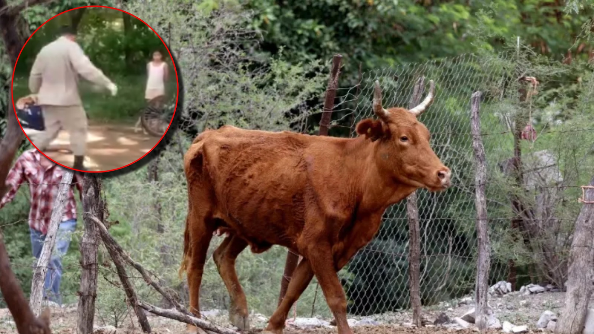 Vaca atropella a hombre en Choluteca