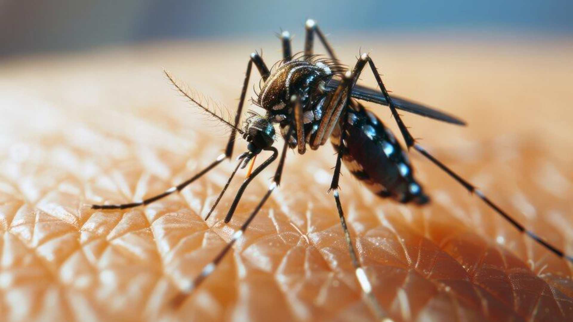 dengue Honduras