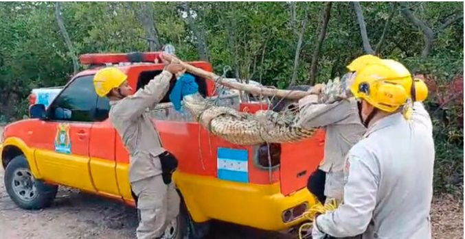 Capturan a cocodrilo de más de dos metros de largo en playa de Choluteca