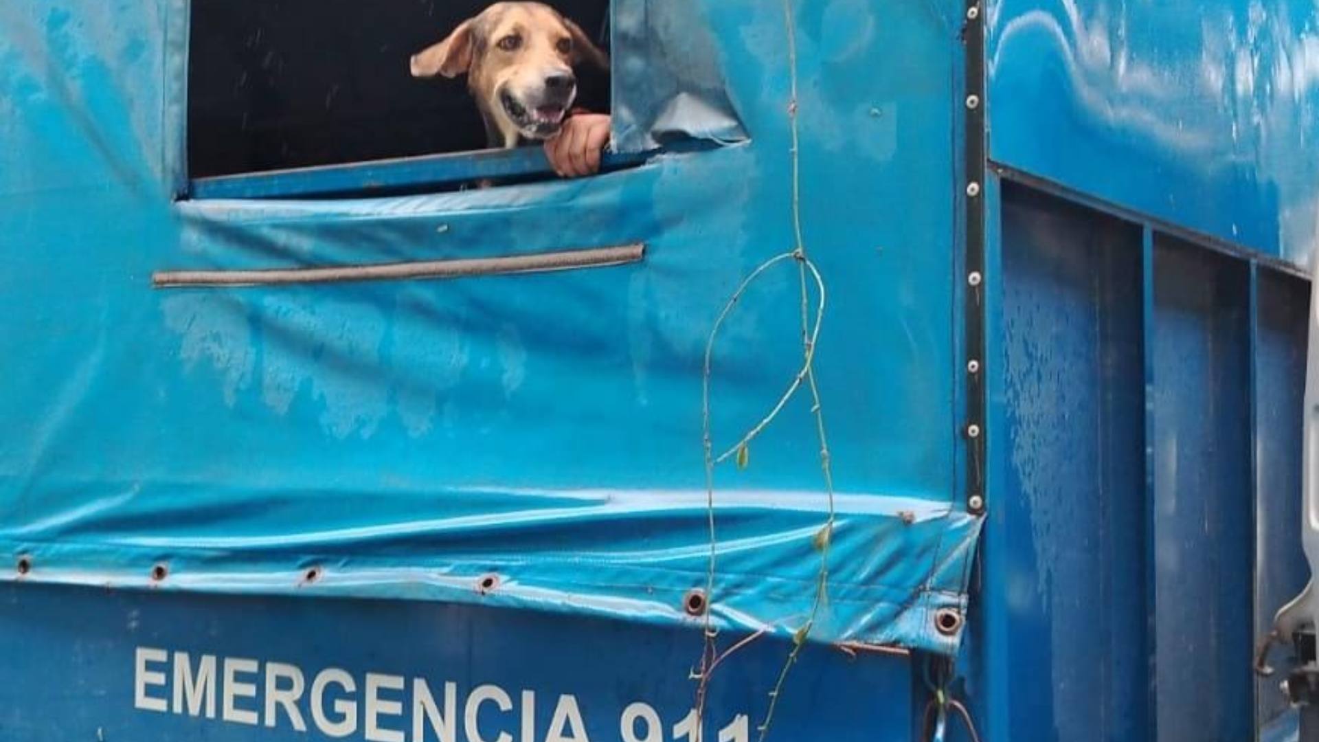 Tormenta tropical Sara: mascotas afectadas en Honduras