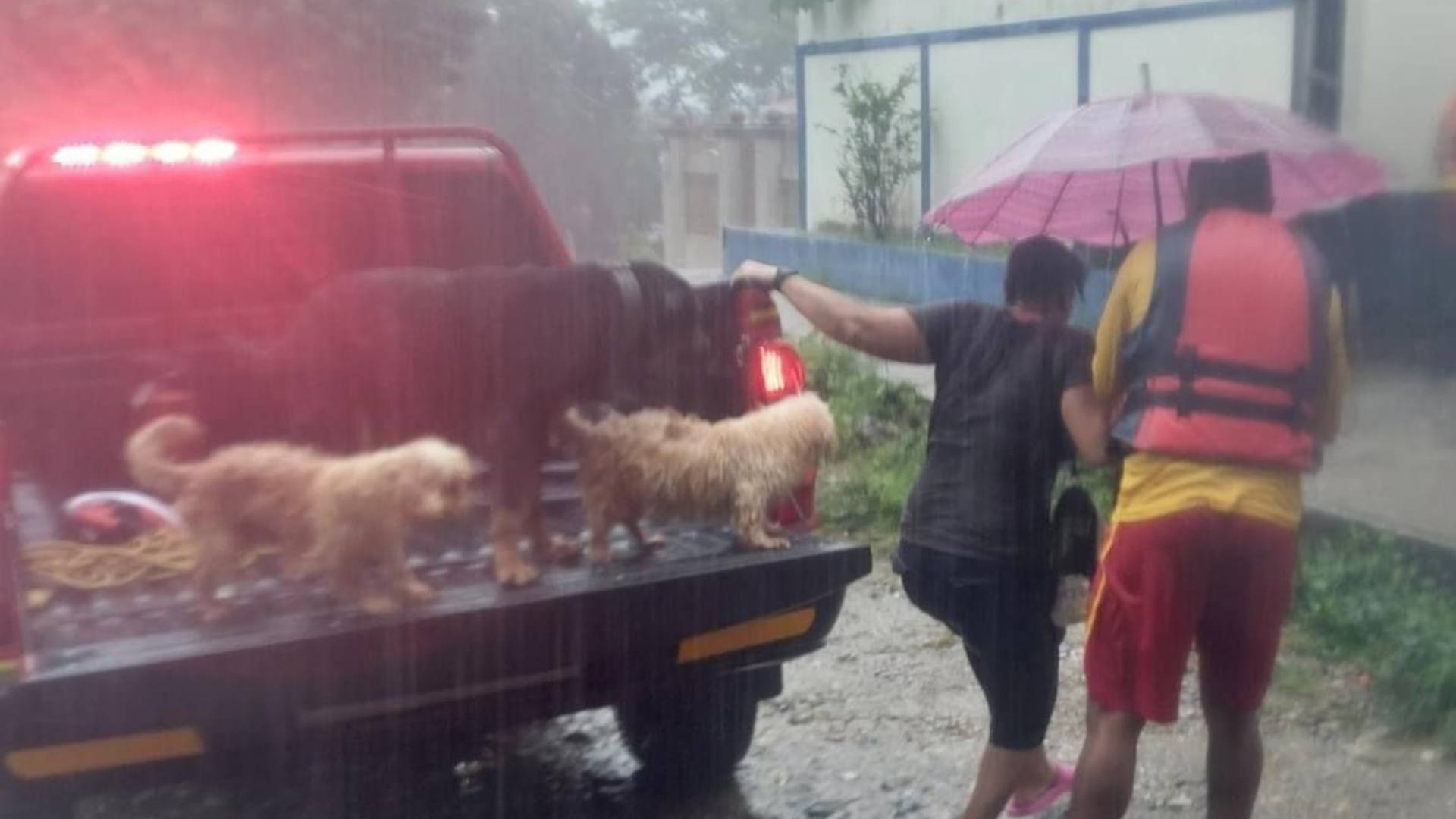 Tormenta tropical Sara: mascotas afectadas en Honduras