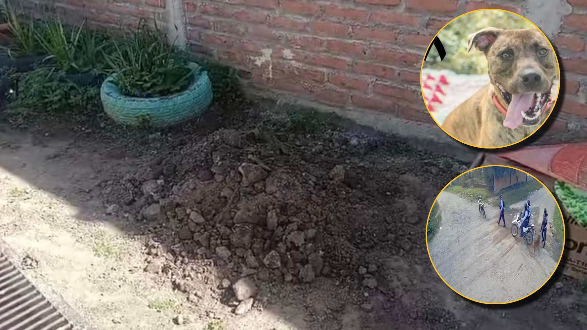 Policía dispara a perro en Choluteca