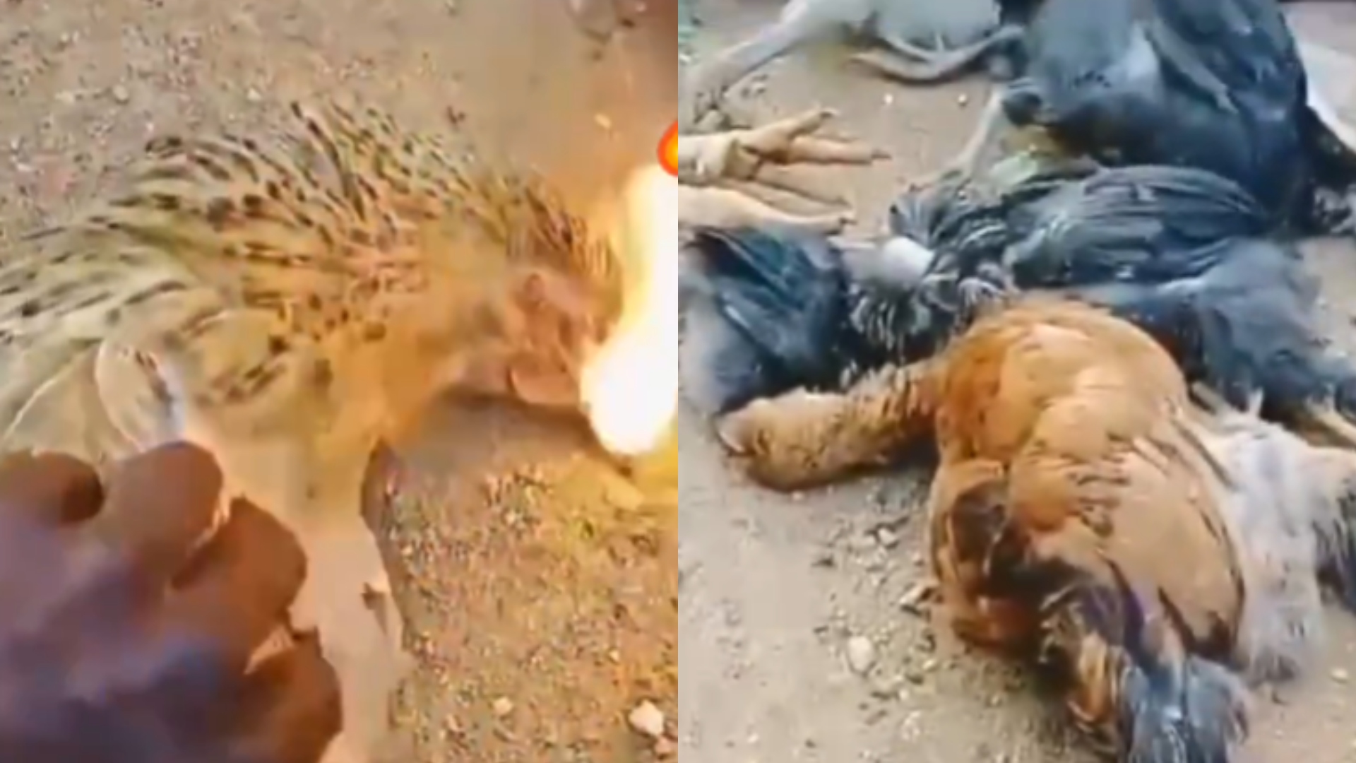 Gallinas en La India