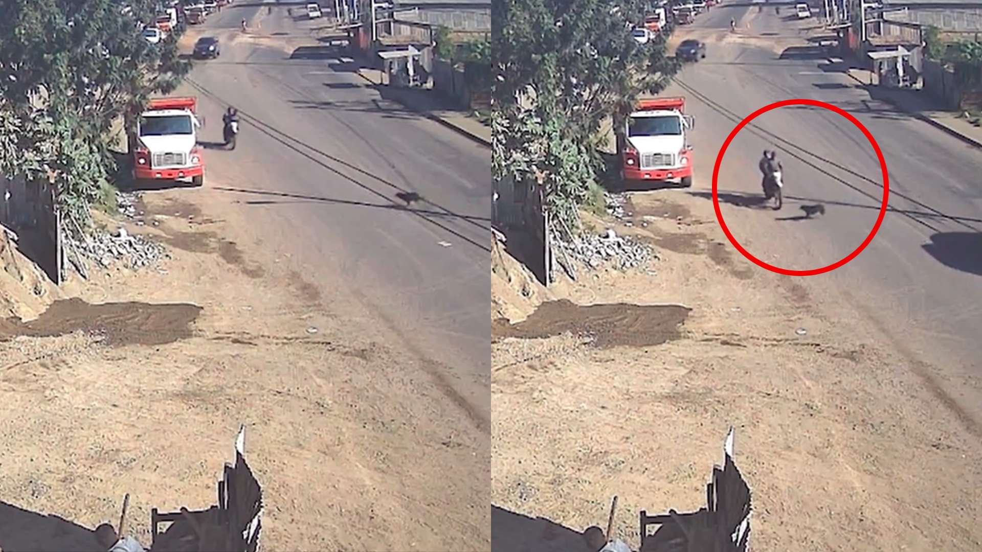 VIDEO| Perro intenta cruzar calle y termina en accidente con motociclista en el Anillo Periférico