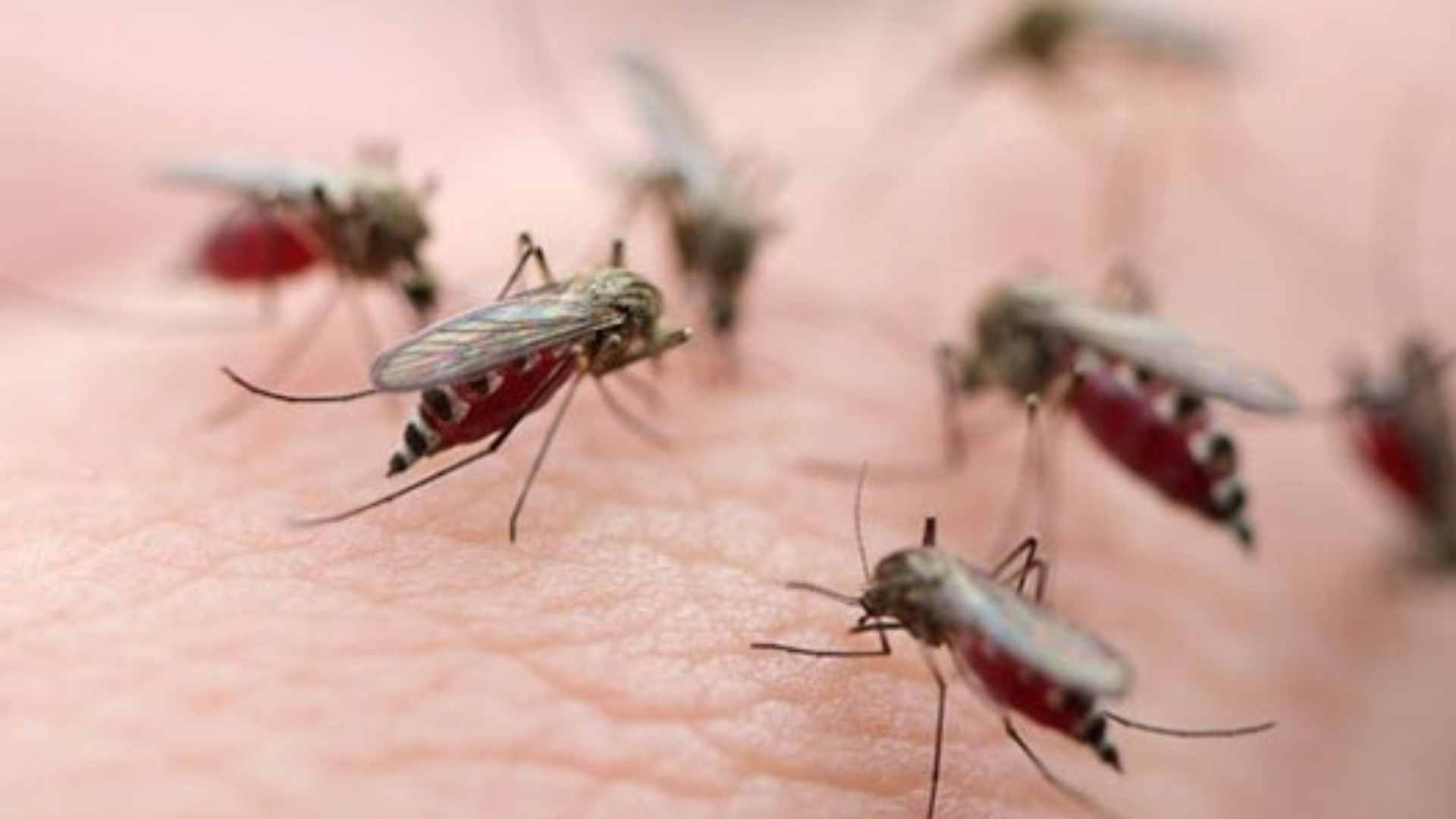 Atlántida Malaria