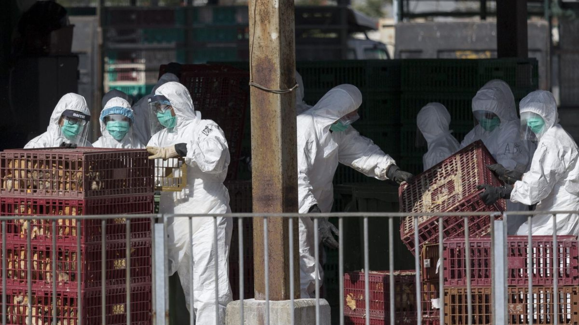 Pandemia en Año Nuevo