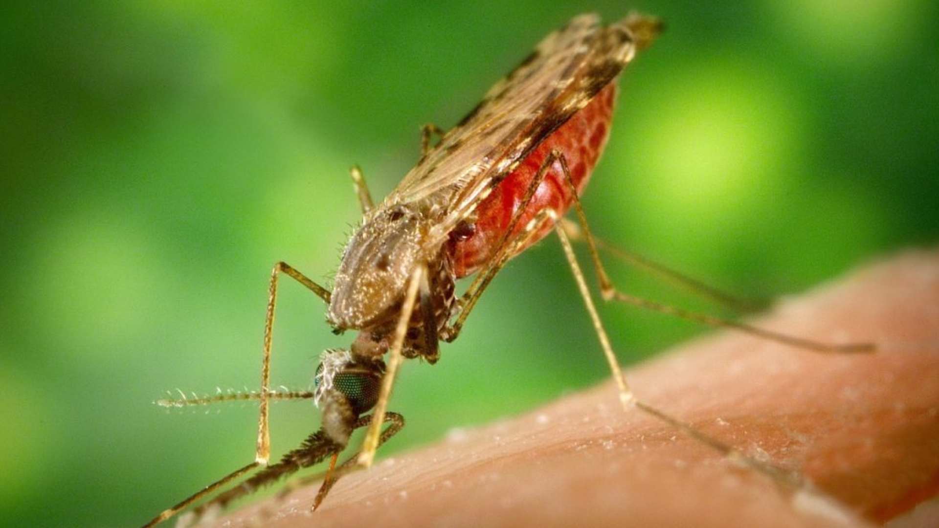 malaria Honduras