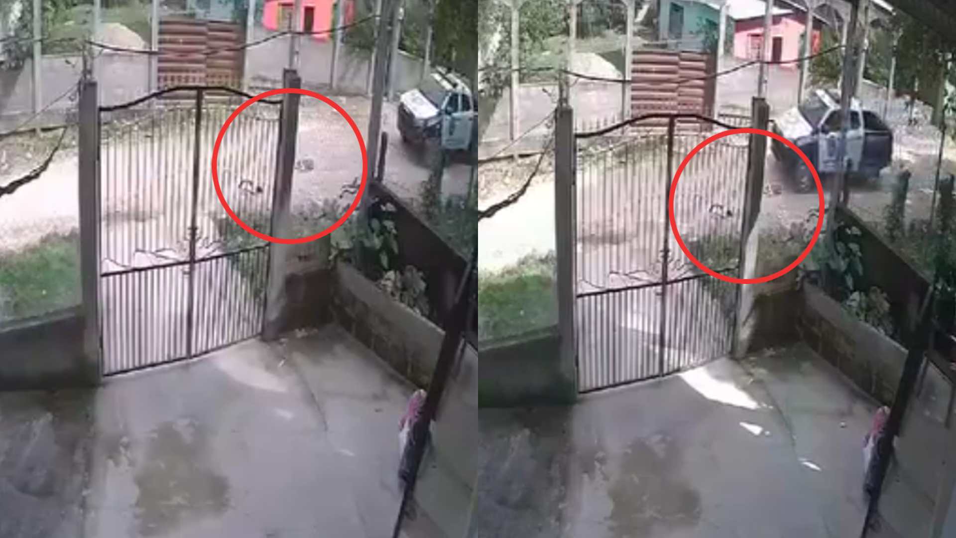 Captan momento en que patrulla atropella a perrito en Santa Bárbara (VIDEO)