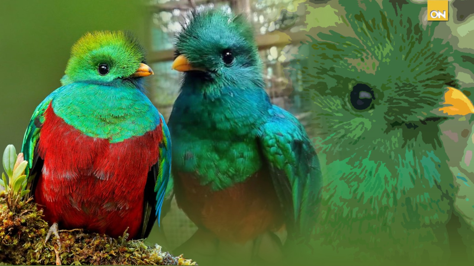 quetzal Intibucá