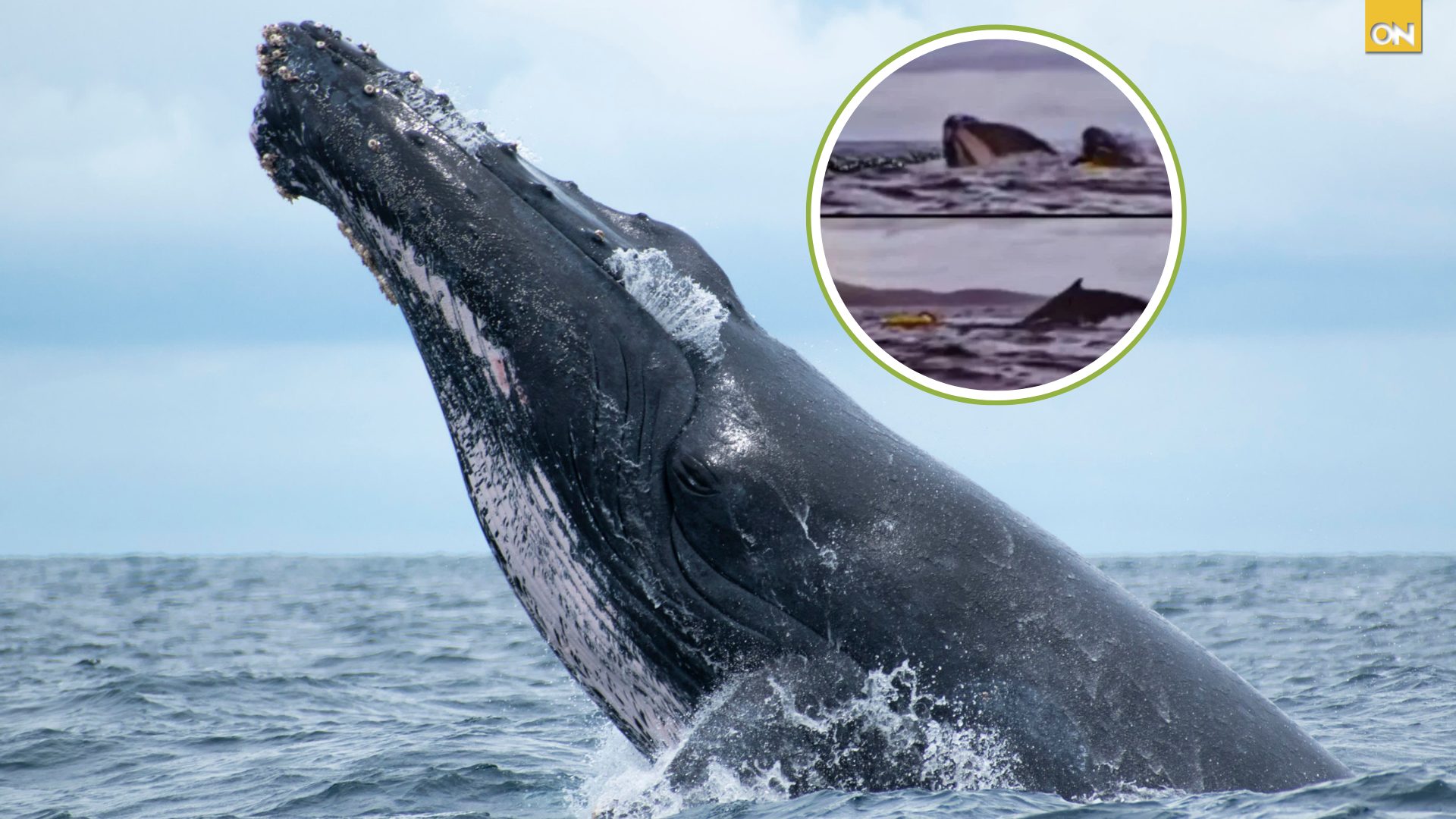 Hombre es tragado por una ballena jorobada