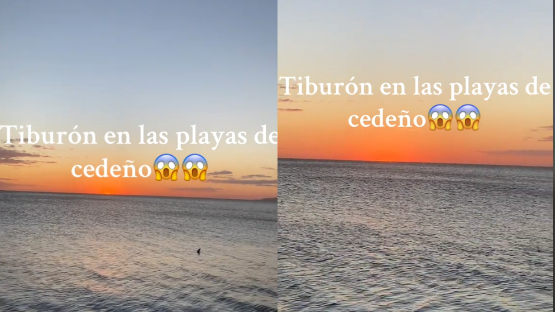 Tiburón en Cedeño
