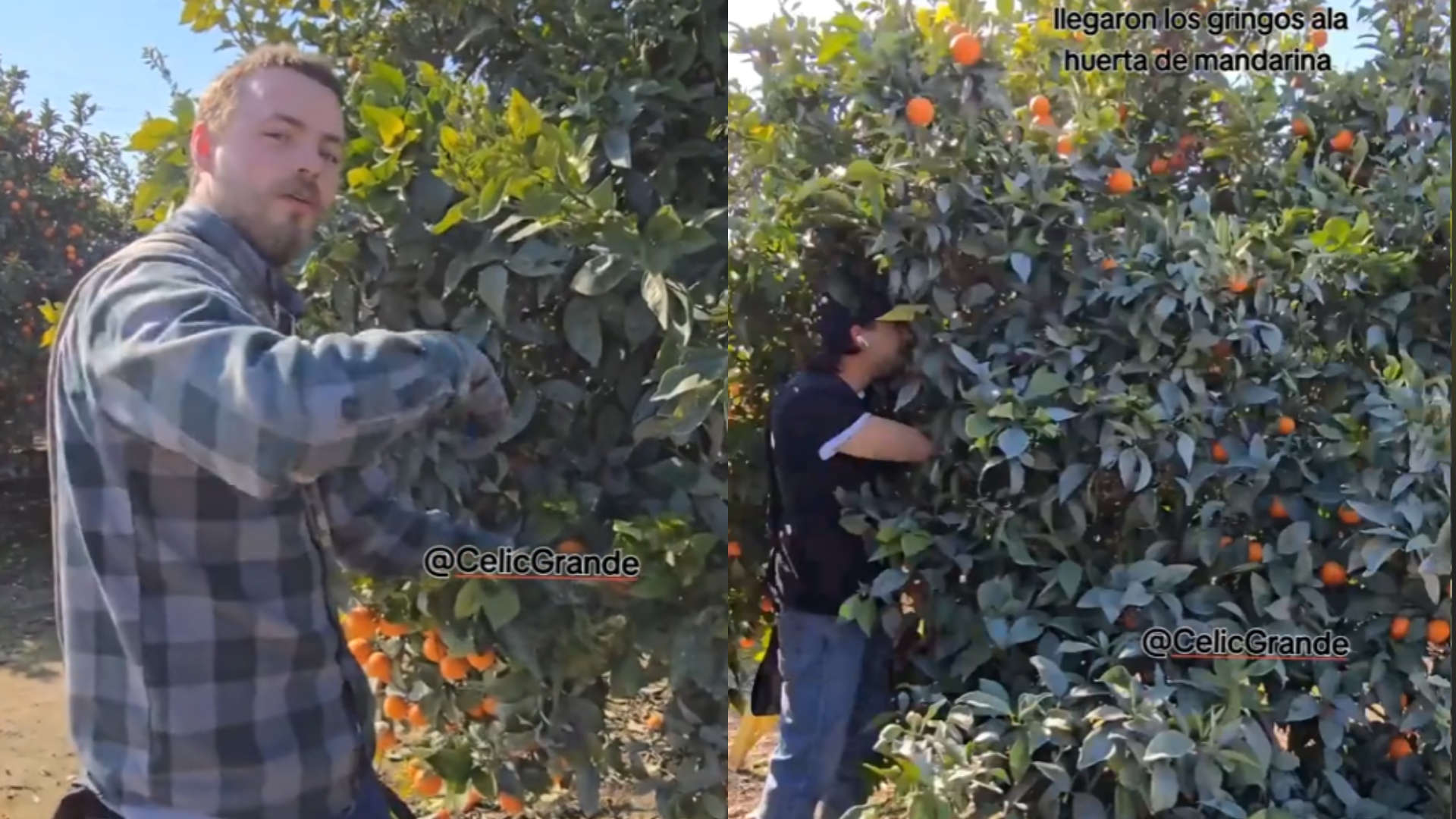 estadounidenses en el campo