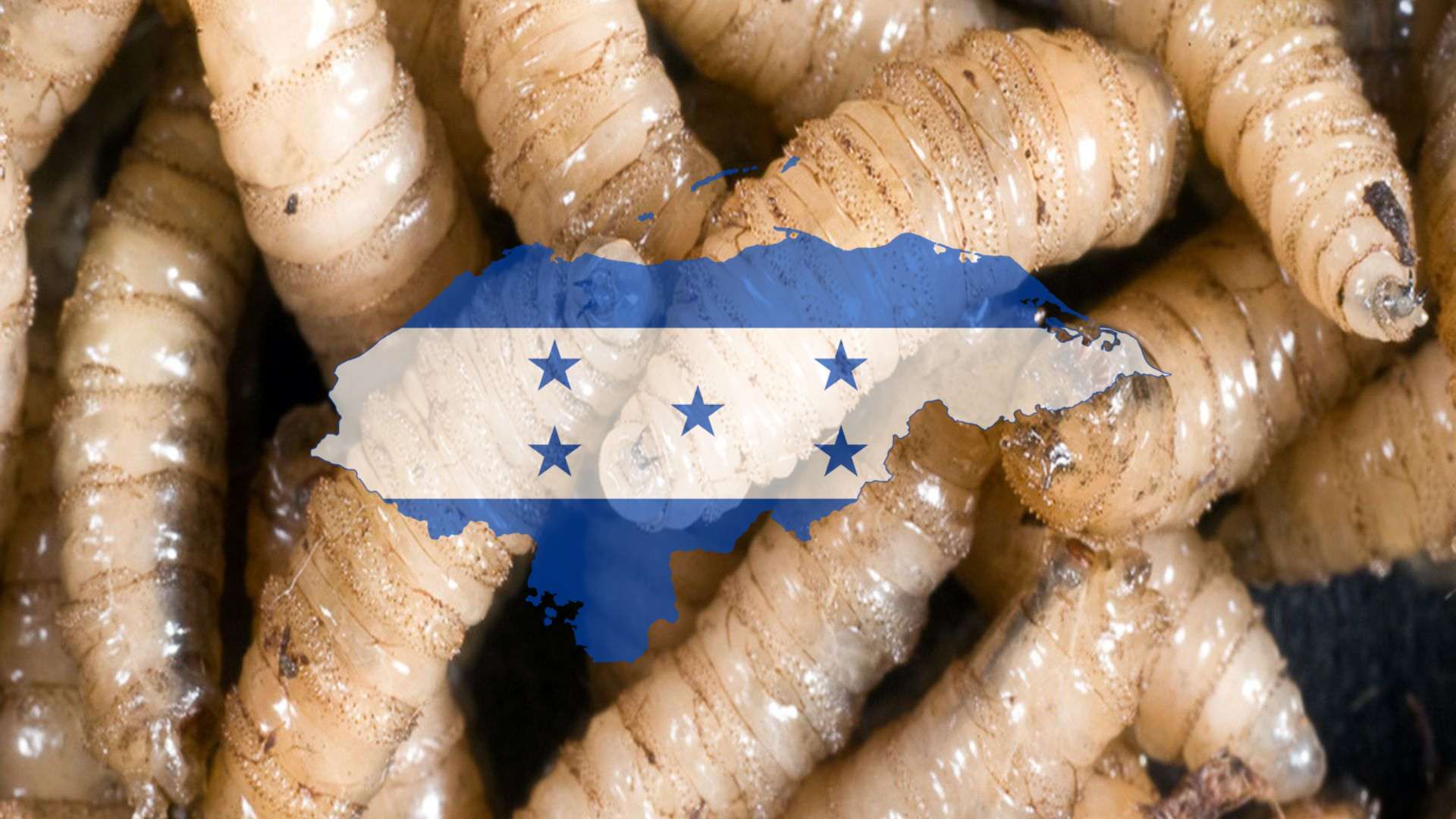 Gusano barrenador en Honduras