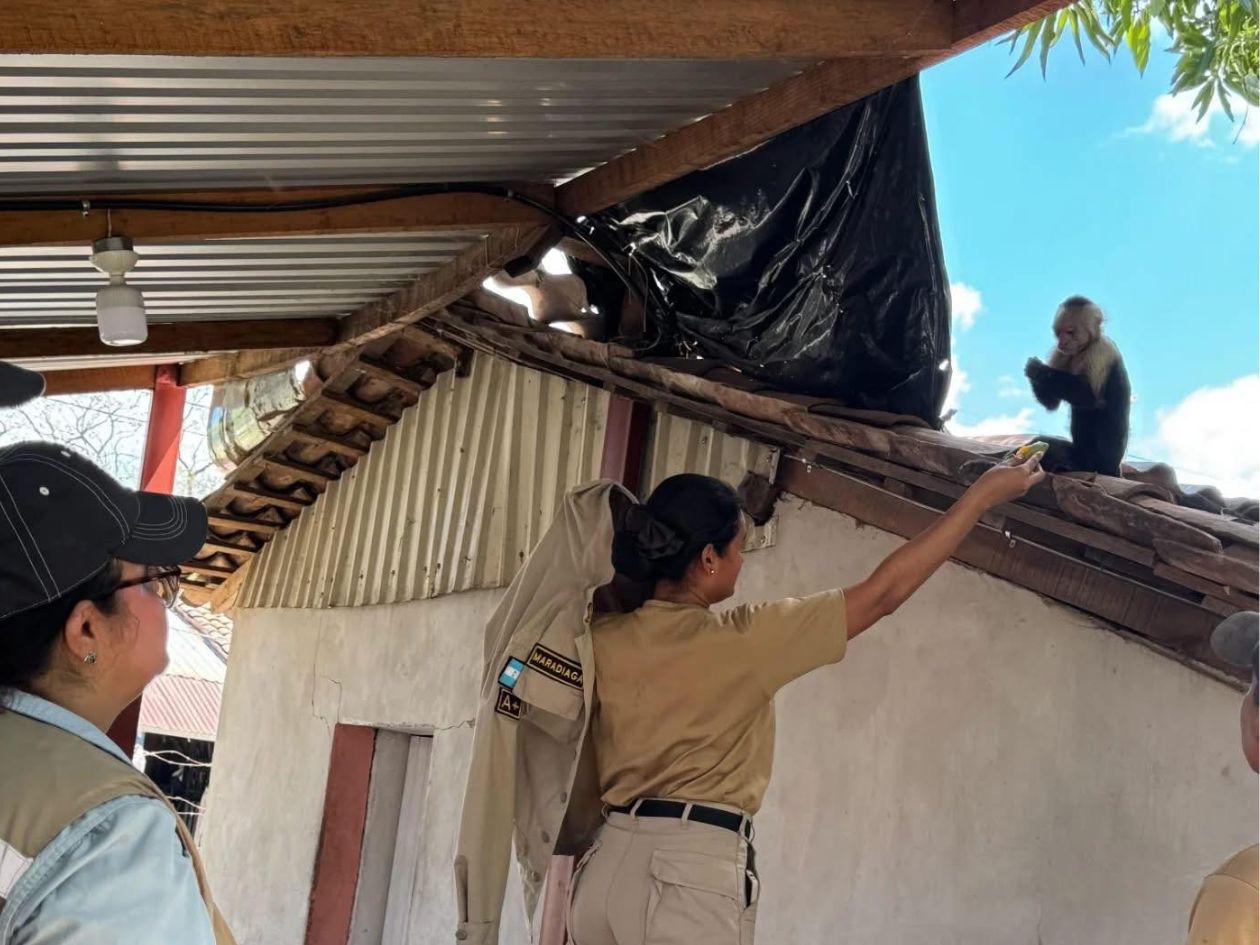VIDEO| Hondureño se lleva una sorpresa al encontrar un mono cepillándose los dientes en su casa
