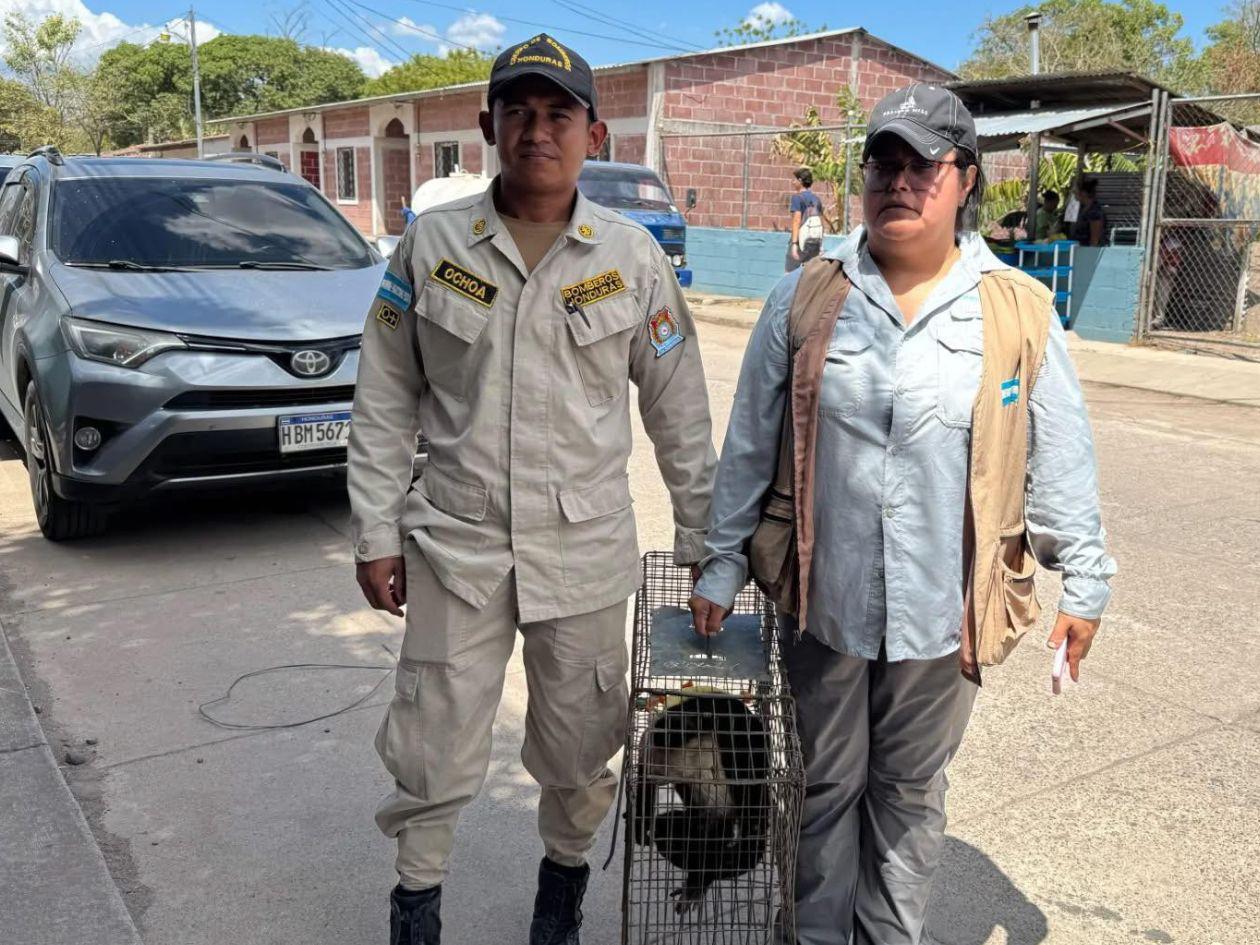 VIDEO| Hondureño se lleva una sorpresa al encontrar un mono cepillándose los dientes en su casa