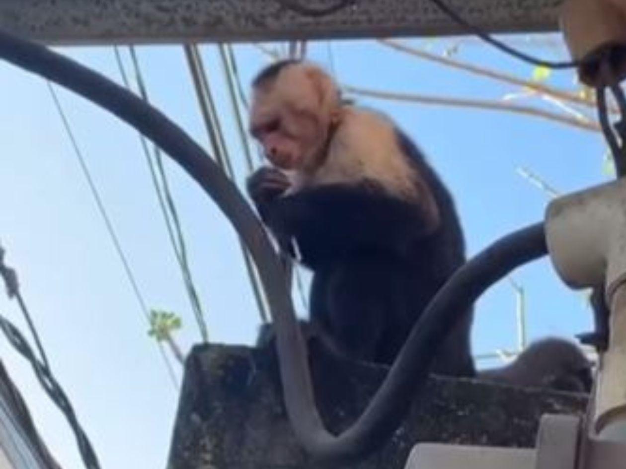 VIDEO| Hondureño se lleva una sorpresa al encontrar un mono cepillándose los dientes en su casa