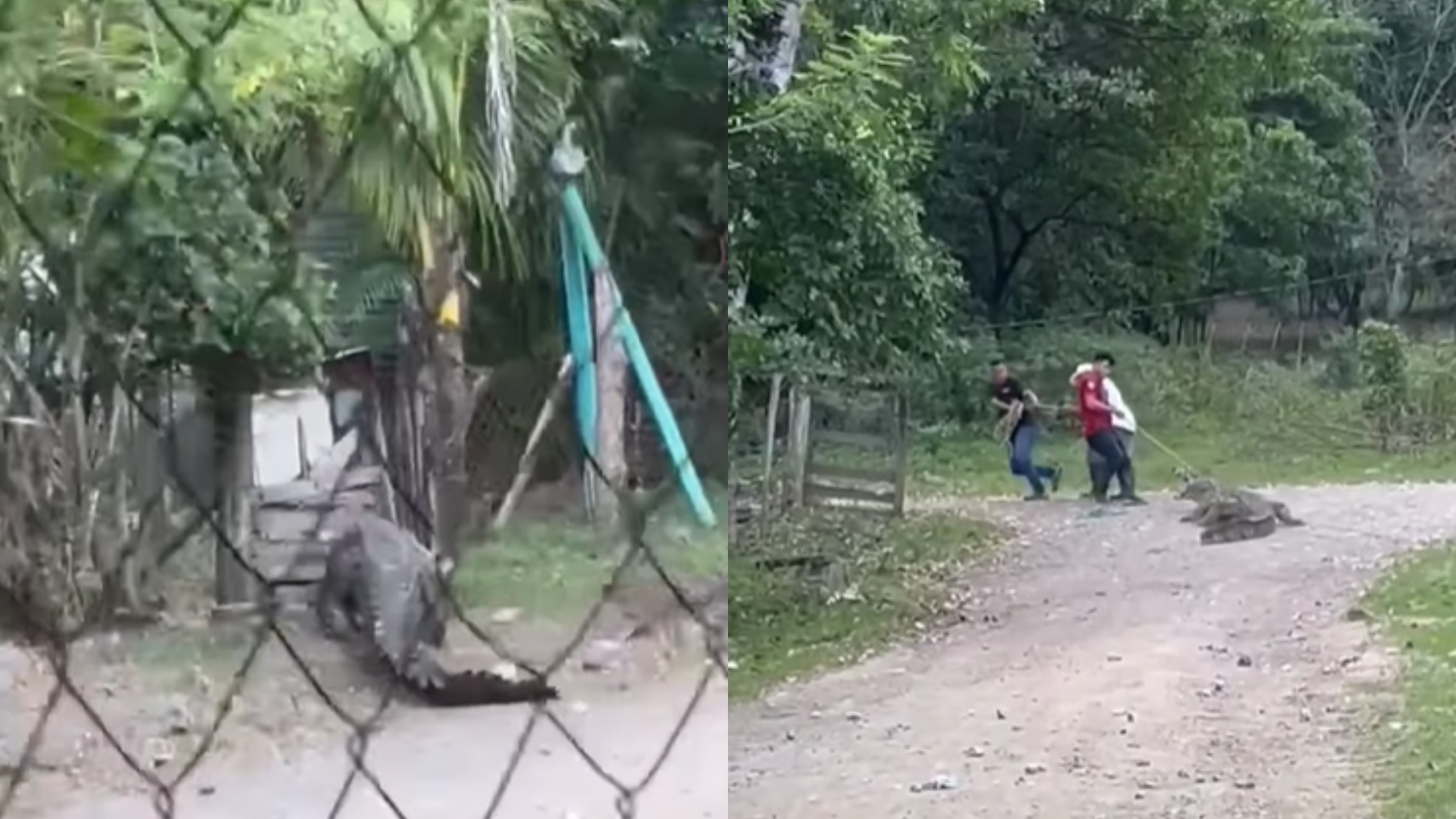 Cocodrilo en Cortés