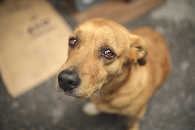 Perro muerde genitales a niño en Choluteca