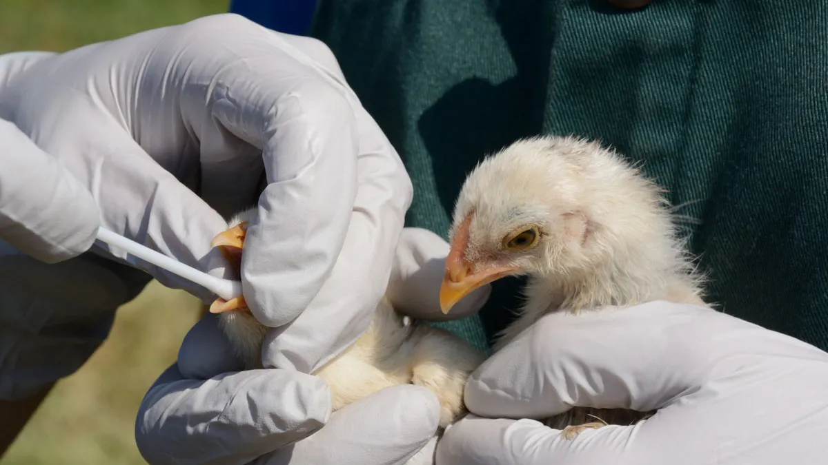 testing-chicks-bird-flu