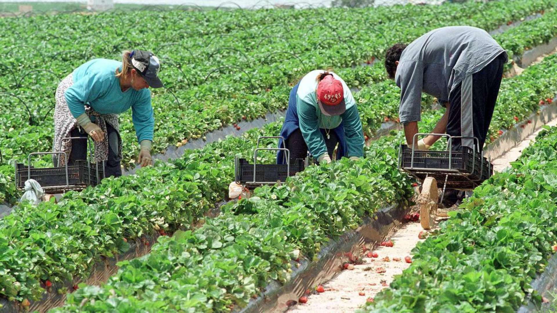 Hondureños pueden aplicar para trabajo en España
