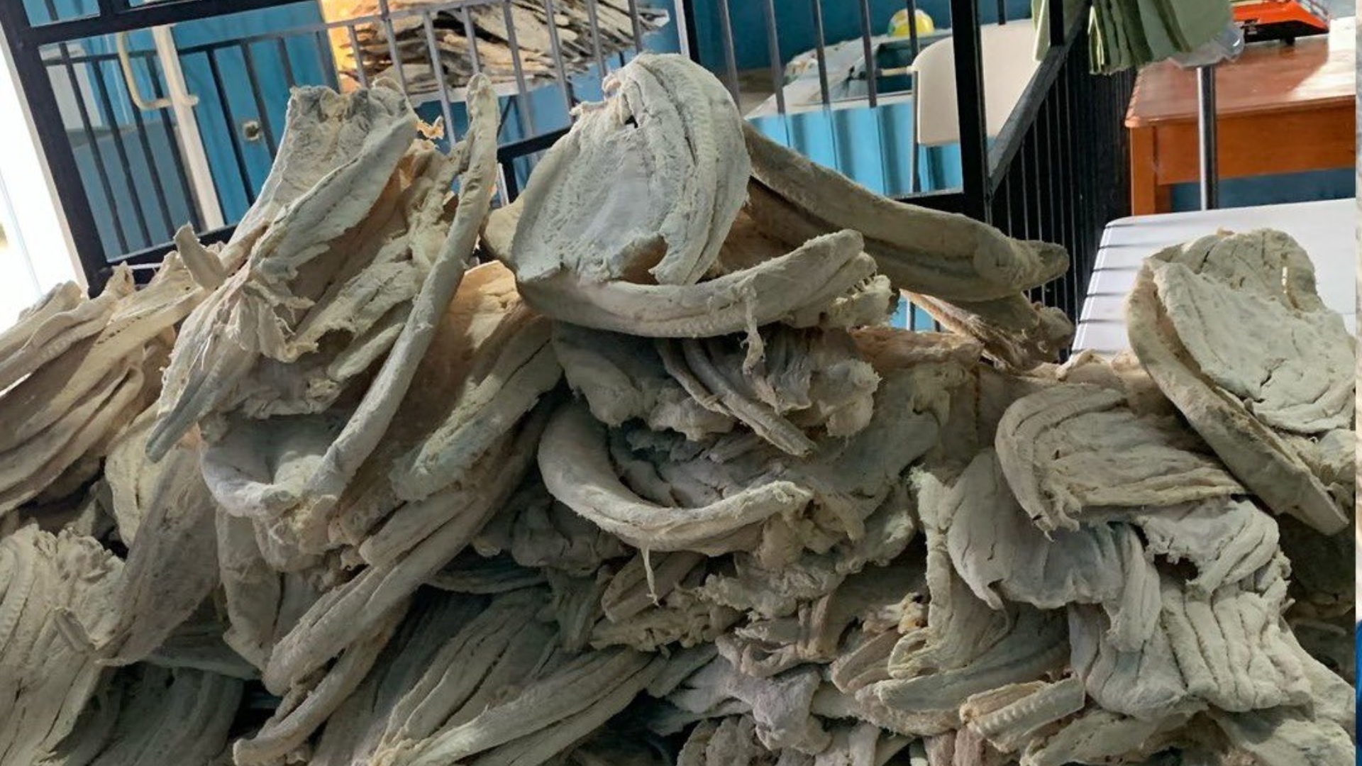ARSA decomisa pescado seco contaminado con heces en Olancho y el Litoral Atlántico