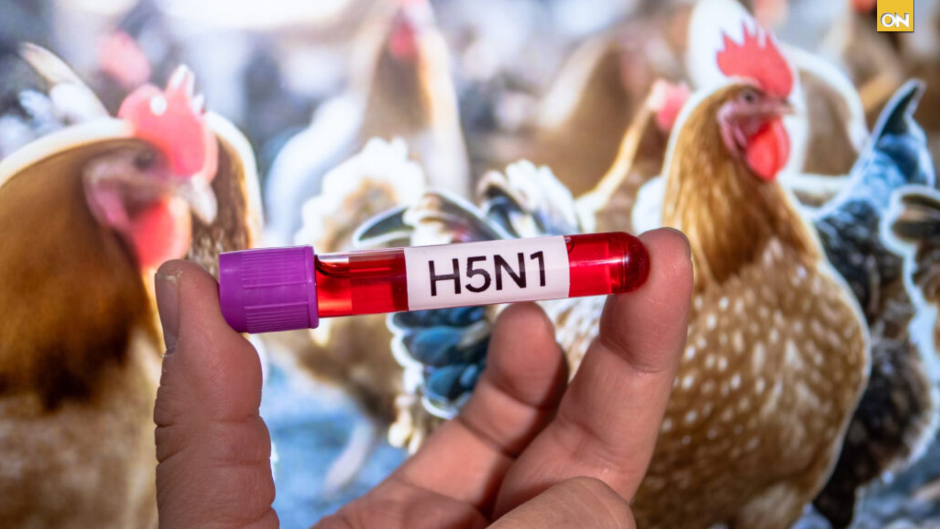 Honduras, gripe aviar