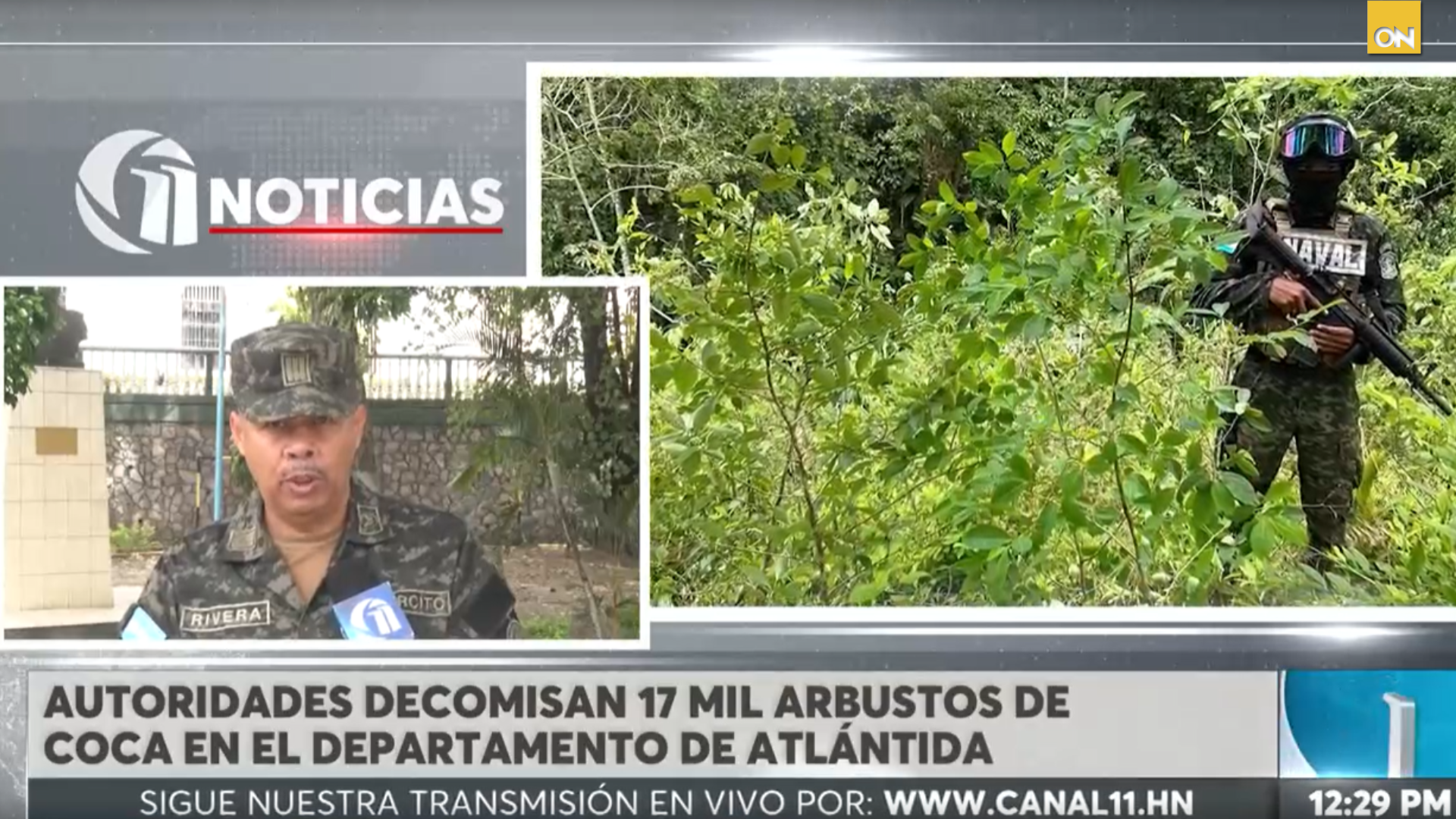 coca plantación Atlántida