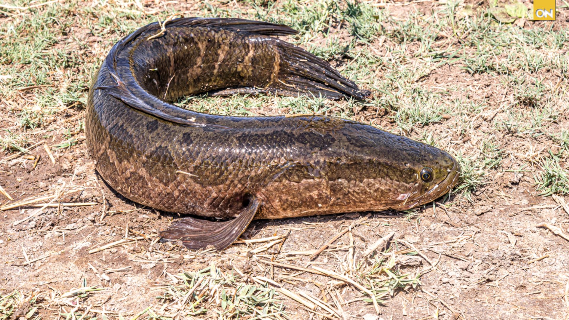 Pez cabeza de serpiente