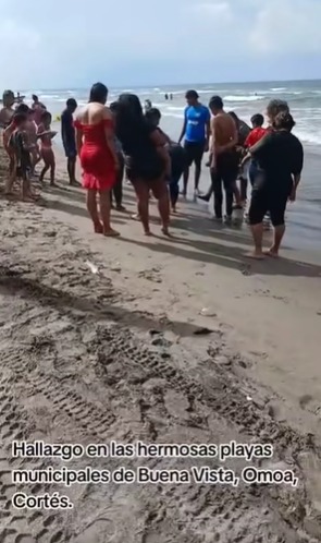 Hallan pez leon en Omoa Cortes pez león en Omoa Cortés