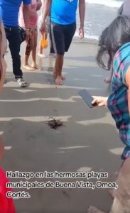 video de pez leon en omoa cortes
